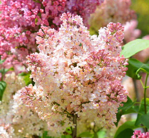 Roze Sakura Bloemen Tuin — Stockfoto