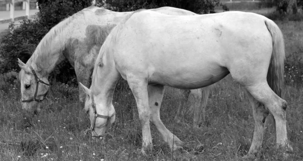 Czarno Białe Zdjęcie Konia Polu — Zdjęcie stockowe