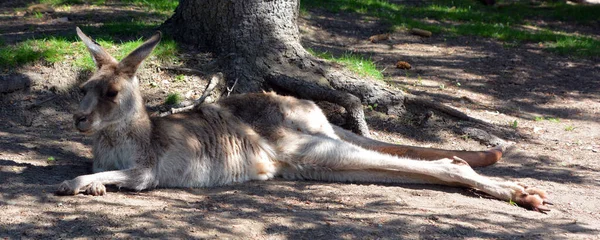 Canguru Marsupial Família Macropodidae Macrópodes Que Significa Grande — Fotografia de Stock