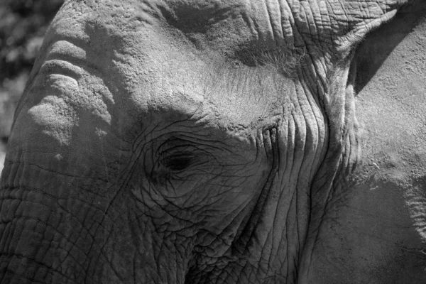 Портретный Вид Лица Слона — стоковое фото