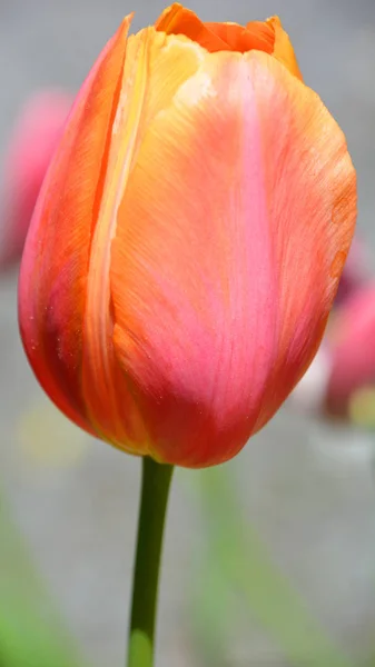 Flor Tulipa Vermelha Jardim — Fotografia de Stock