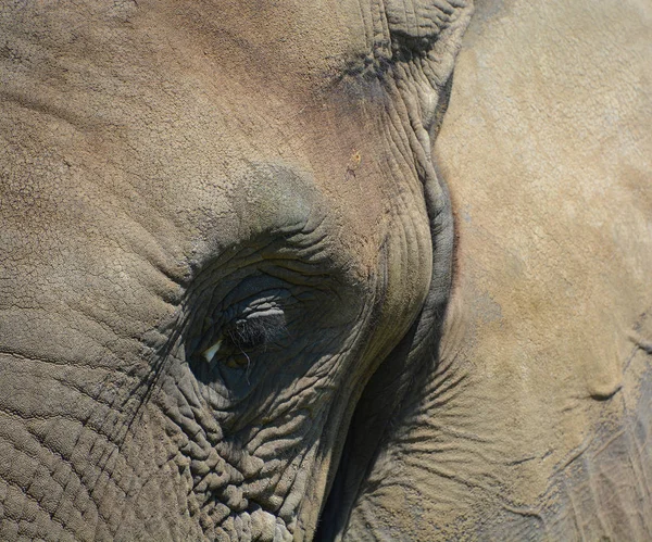 Los Elefantes Africanos Son Elefantes Del Género Loxodonta Género Está — Foto de Stock