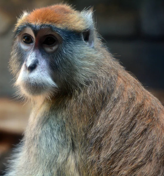 Close Monkey Face — Stock Photo, Image