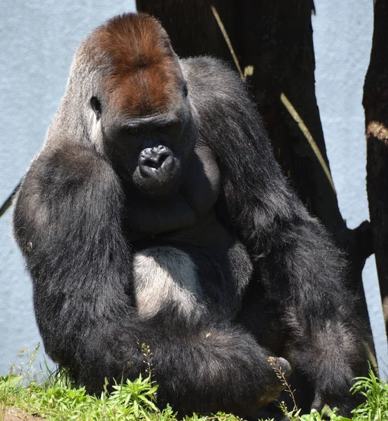 Las Gorilas Doradas Son Tierra Principalmente Simios Herbívoros Que Habitan —  Fotos de Stock
