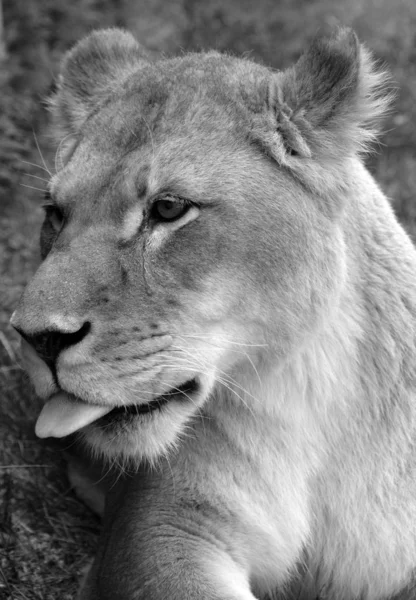 Κοντινό Πλάνο Πορτρέτο Του Λιονταριού — Φωτογραφία Αρχείου