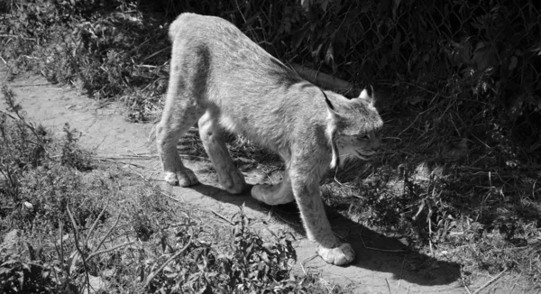 Kanada Vaşağı Kanada Vaşağı Kedigiller Felidae Familyasından Bir Kuzey Amerika — Stok fotoğraf