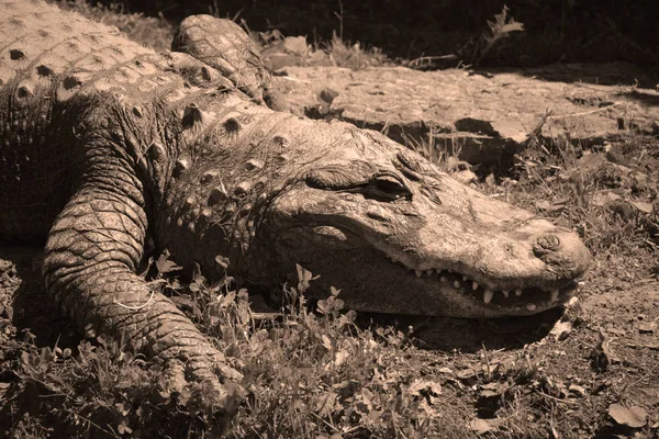 Αλιγάτορας Είναι Κροκόδειλος Του Γένους Alligator Της Οικογένειας Alligatoridae Δύο — Φωτογραφία Αρχείου
