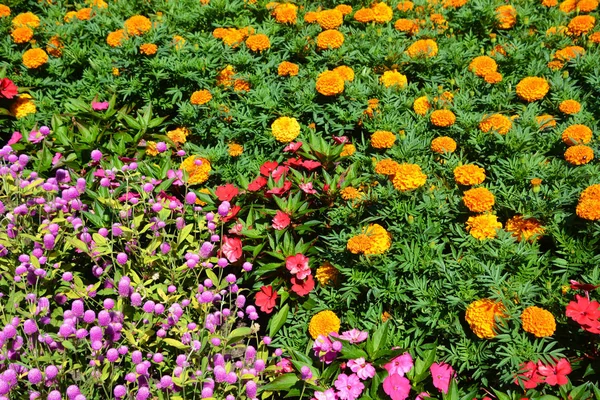 Flores Coloridas Jardim — Fotografia de Stock