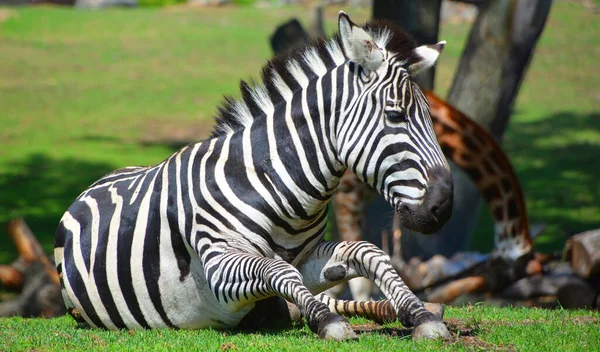 Zebra Burchell Uma Subespécie Sul Zebra Das Planícies Seu Nome — Fotografia de Stock