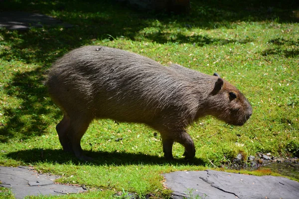 Capibara Het Grootste Knaagdier Ter Wereld Het Geslacht Hydrochoerus Ook — Stockfoto