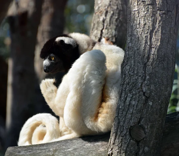 Mongoose Lemur Eulemur Mongoz Een Kleine Primaat Afkomstig Uit Madagaskar — Stockfoto