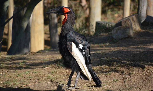 Corneta Tierra Meridional Bucorvus Leadbeateri —  Fotos de Stock