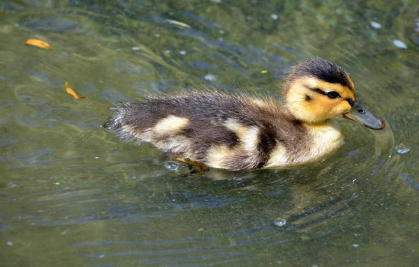 Anatra Nuotando Nell Acqua — Foto Stock