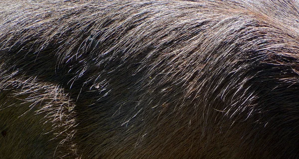 Capibara Roedor Más Grande Del Mundo También Llamado Chiguire Miembro —  Fotos de Stock