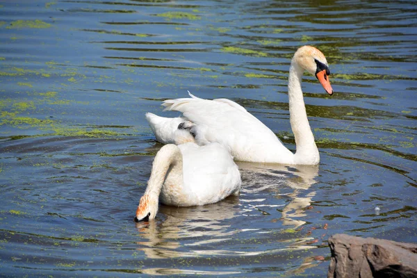 Cigno Bianco Sul Lago — Foto Stock