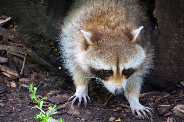 Mapache Mapache Mapache Común Norteamericano Del Norte Coloquialmente Como Mapache —  Fotos de Stock