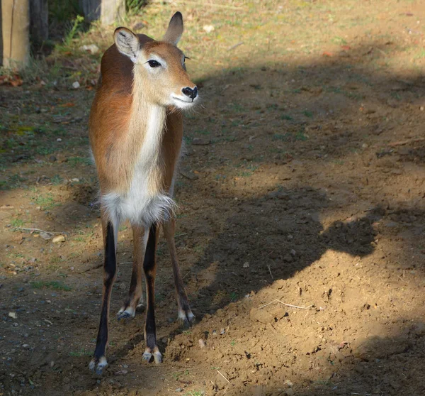 阳光充足的动物园里的红鹿 — 图库照片