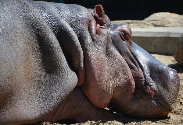 Hipópopotamus Hipópopotamus Amphibius Hippo Del Griego Antiguo Para Caballo Río —  Fotos de Stock