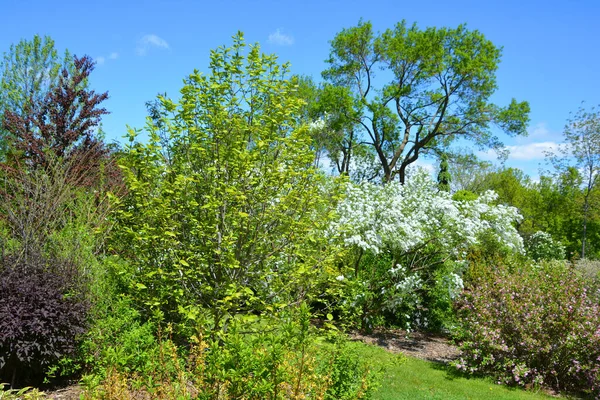 Green Trees Park — Stock Photo, Image