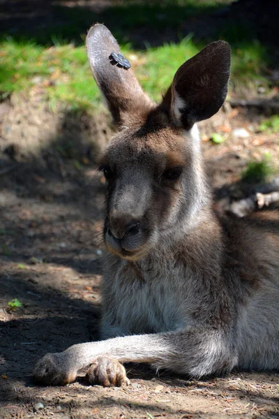 Kangoeroe Een Buideldier Uit Familie Macropodidae — Stockfoto