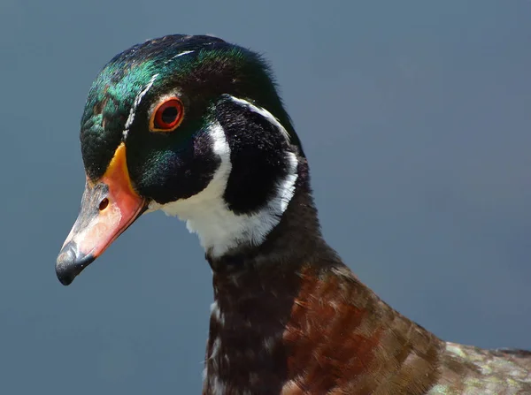 Close Duck Sky Background — Stock Photo, Image