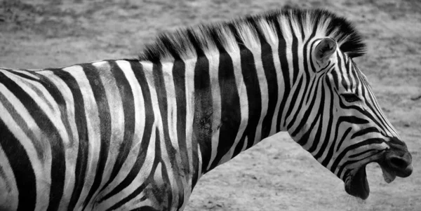 Burchell Zebra Een Zuidelijke Ondersoort Van Zebra Het Vernoemd Naar — Stockfoto