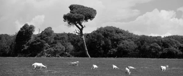 緑の牧草地でヤギの放牧 — ストック写真