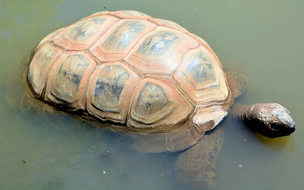 Aldabra Gigantea Островів Атолу Альдабра Сейшельських Островах Однією Найбільших Черепах — стокове фото