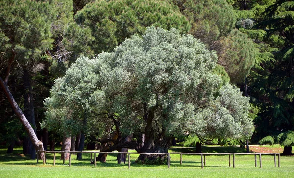 Een Uitzicht Een Groene Tuin Met Een Kleine Boom — Stockfoto