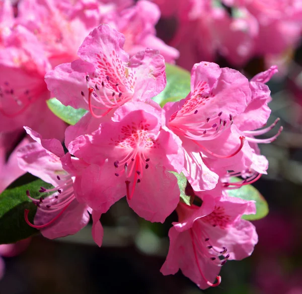 Pink Roses Green Garden — Stock Photo, Image