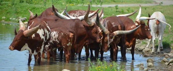 アンコール ワトシ Ankole Watusi アメリカ合衆国の家畜 アフリカ中央部のサンガ牛のアンコールグループに由来する 非常に大きな角が特徴です — ストック写真