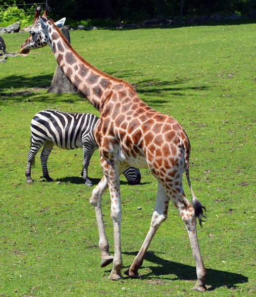 The giraffe is the tallest land animal in the world and can grow up to 5.5 metres tall. It is particularly fond of acacia leaves and uses its slender 45 cm long tongue to slip between the thorns