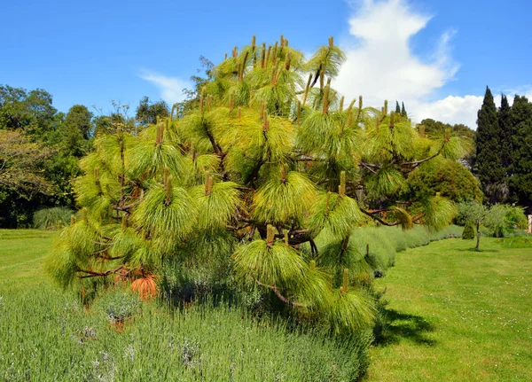 Árbol Pinos Parque Verde — Foto de Stock