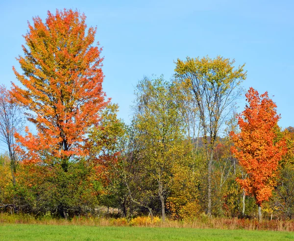 형형색색 의나무들이 가을의 아름다운 — 스톡 사진