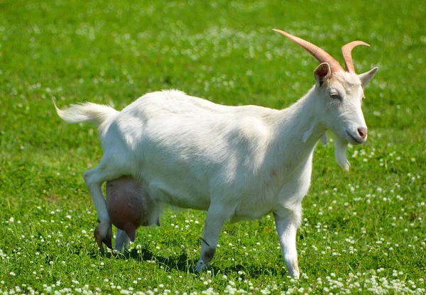 Goat Meadow — Stock Photo, Image