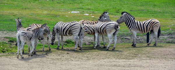 Zebra Burchell Una Sottospecie Meridionale Della Zebra Delle Pianure Prende — Foto Stock