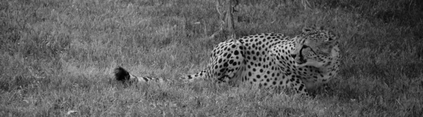 Cheetah Felino Gran Tamaño Que Habita Mayor Parte África Parte — Foto de Stock