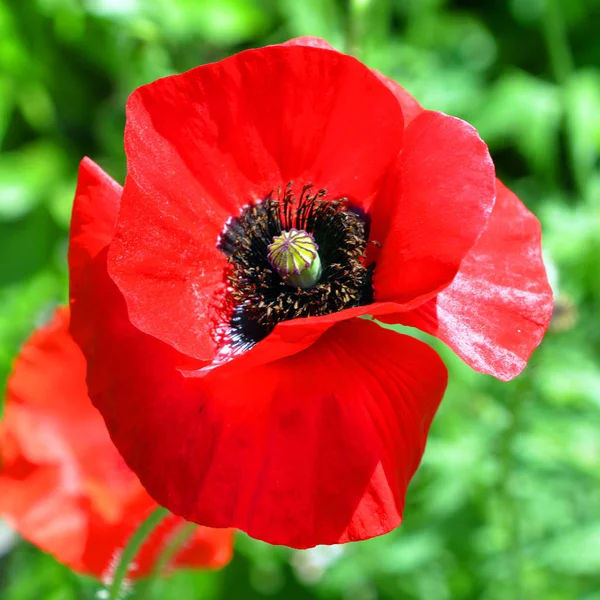 Red Poppy Garden — Stock Photo, Image