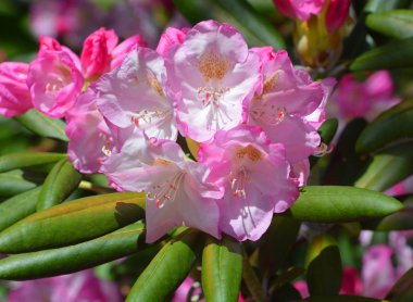 Prag, Pruhonice Park 'ta güneşli bir günde Pembe Beyaz Rhododendron çiçeklerinin açması. Kapat.