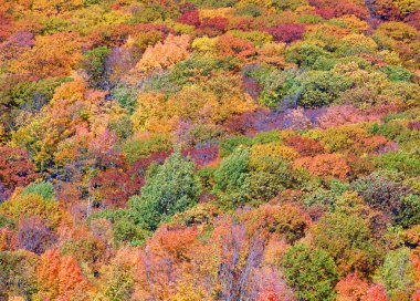 Sonbaharda renkli ağaçlarla güzel dağ manzarası