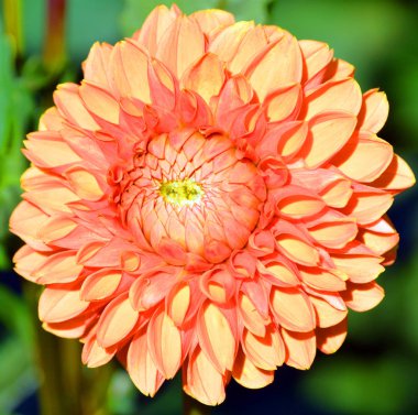 Duvarda sokak resimleri var.