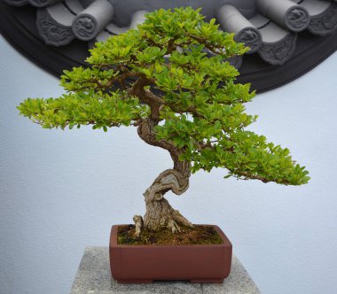 Geleneksel Çin bahçesinde yeşil ağaç 