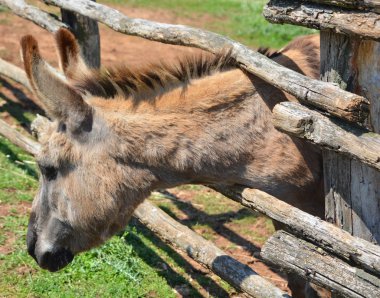 Güneşli bir günde hayvanat bahçesinde bir eşek