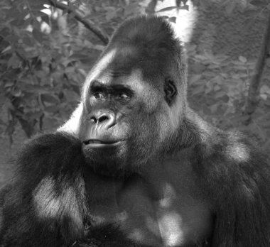Gümüş sırtlı goriller, Orta Afrika ormanlarında yaşayan çoğunlukla otobur maymunlardır. Gorillerin DNA 'sı% 9599' dan insanlarınkine çok benzer.