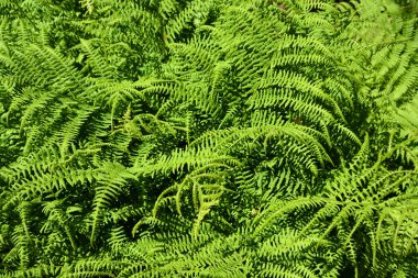 Yeşil çimlere yakın çekim