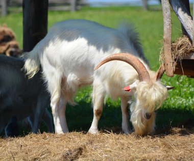 Çiftlikteki keçiler