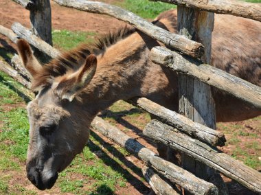 Güneşli bir günde hayvanat bahçesinde bir eşek