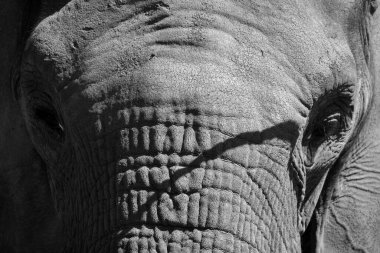 Afrika filleri Loxodonta cinsinin filleridir. Cins iki mevcut türe sahiptir: Afrika çalı fili, L. africana ve daha küçük Afrika orman fili.