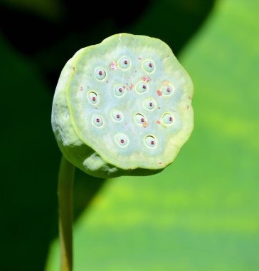 yaprak yeşil zemin üzerine su damlası