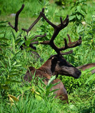 Kuzey Amerika 'da ren geyiği, Kuzey Avrupa, Sibirya ve Kuzey Amerika' nın kuzey kutup, kuzey kutup bölgeleri, tundra, boreal ve dağlık bölgelerine özgü bir geyik türüdür..